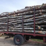 Camion de 30 stères Hêtre Chêne Charme en grume