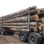 Camion de 50m3 , Chêne en grume